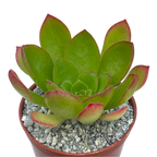 x Semponium 'Diamond'