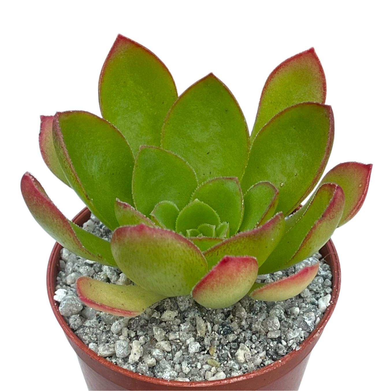 x Semponium 'Diamond'