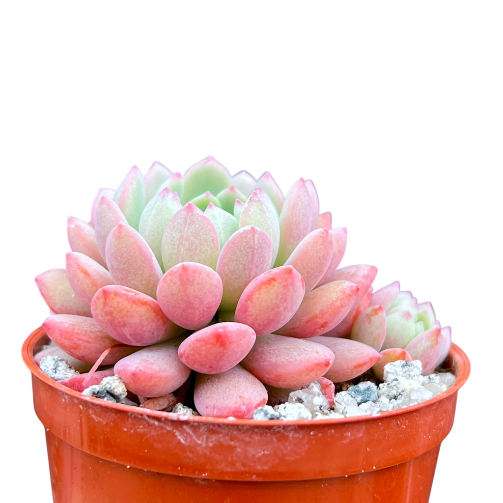 Echeveria 'Naya Elf'