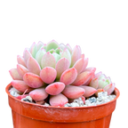 Echeveria 'Naya Elf'