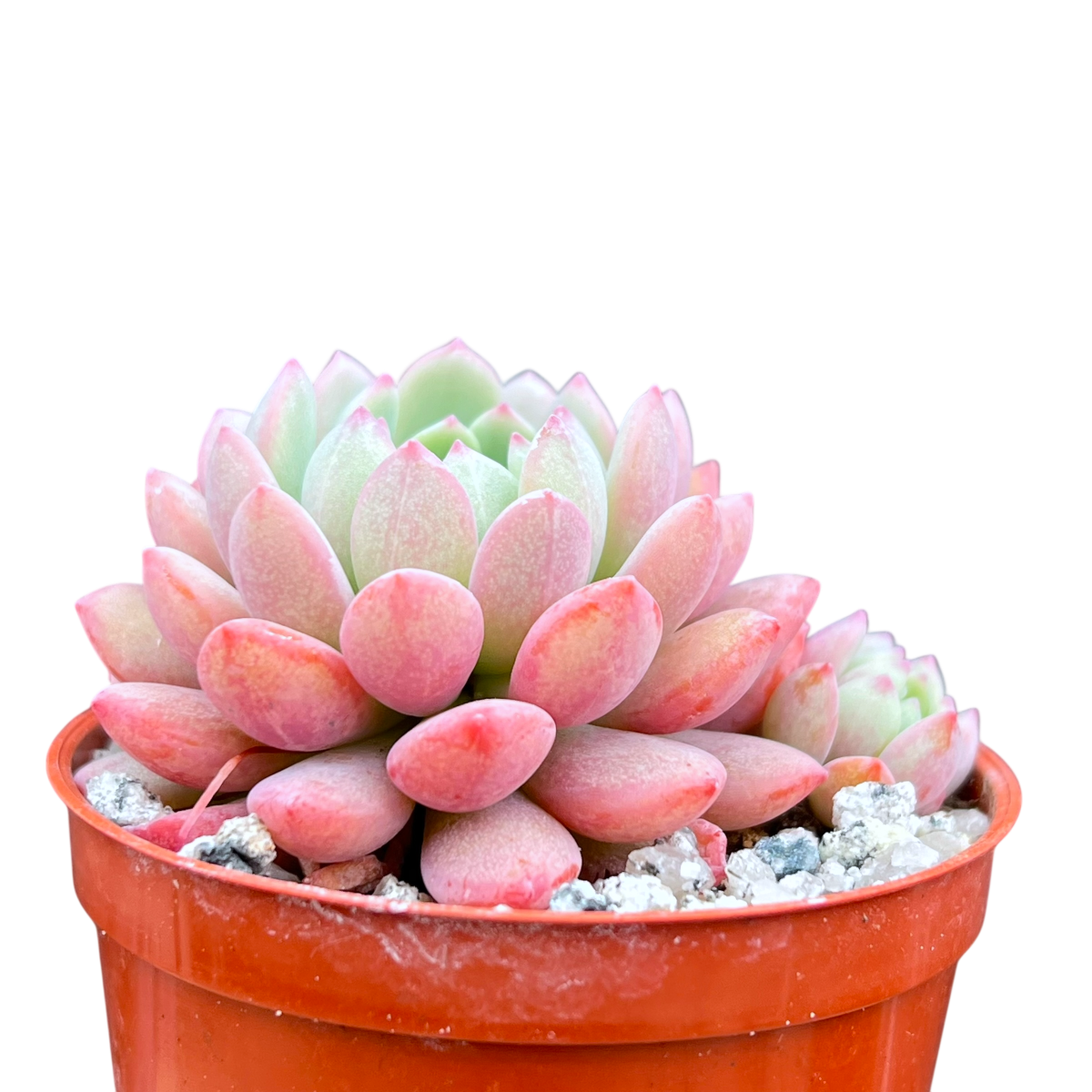 Echeveria 'Naya Elf'