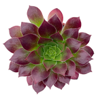 Aeonium 'Black Magic'