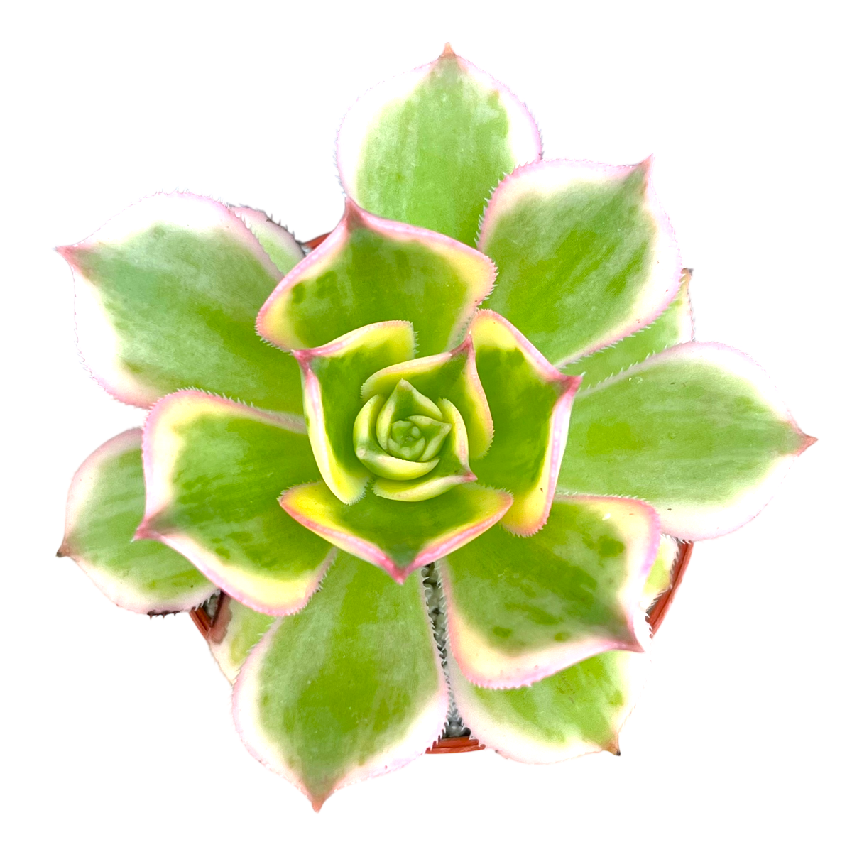 copper pinwheel succulent care Aeonium 'Sunburst' – Surreal Succulents