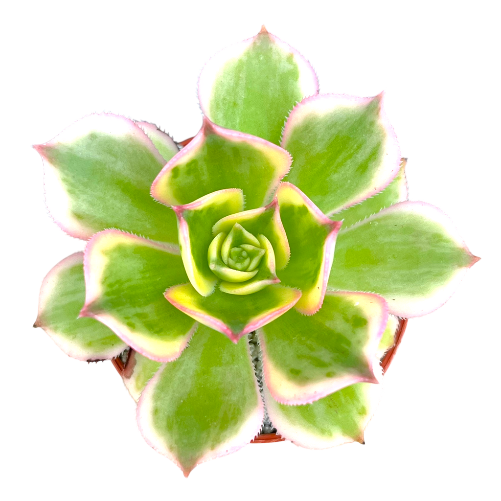 Aeonium 'Sunburst'