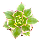 Aeonium 'Sunburst'