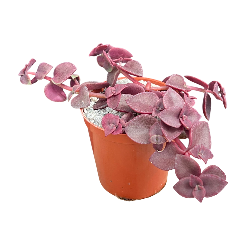 Crassula pellucida ssp. marginalis 'Rubra'