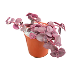 Crassula pellucida ssp. marginalis 'Rubra'