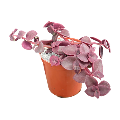 Crassula pellucida ssp. marginalis 'Rubra'