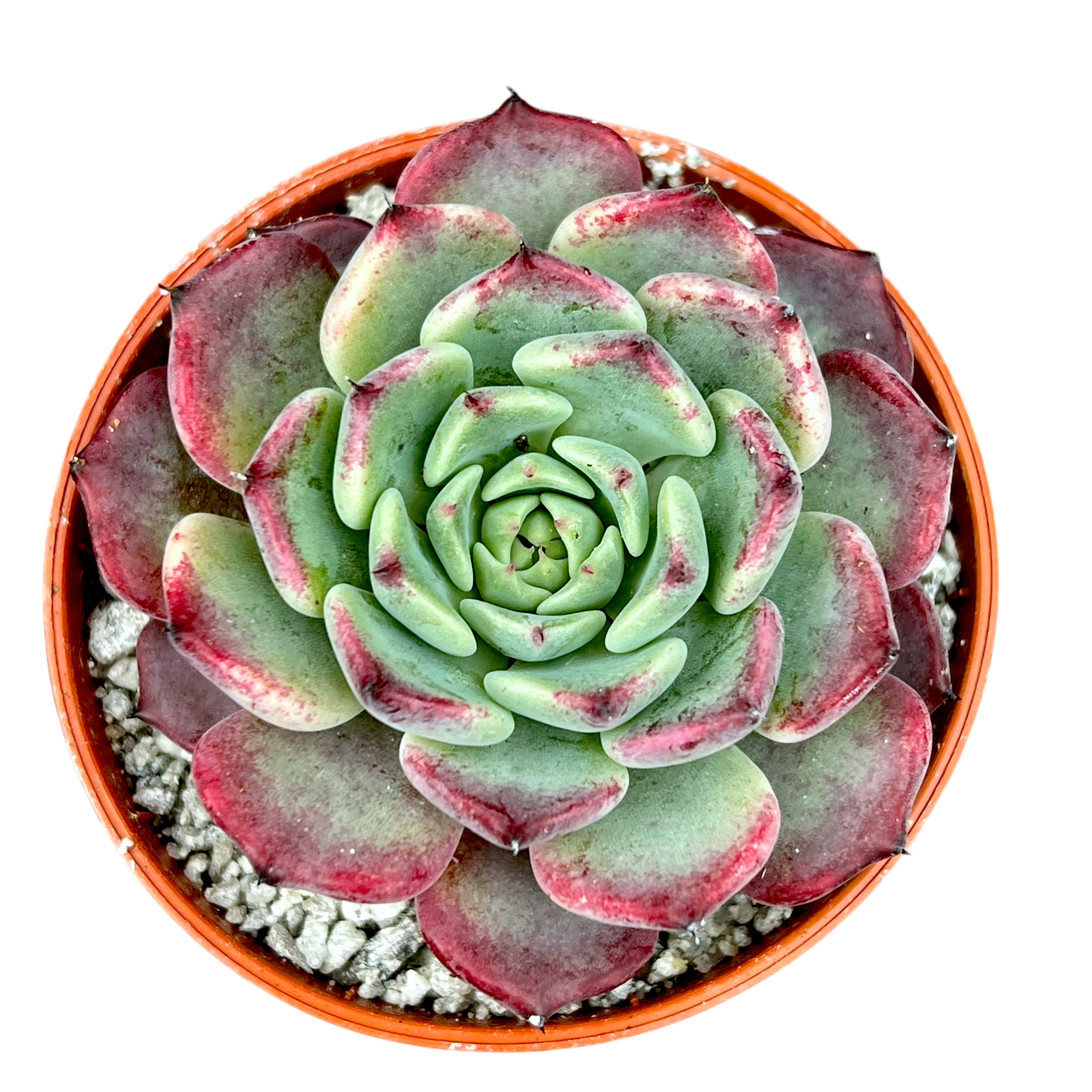 エケベリア 'サラ 姫牡丹' – Surreal Succulents