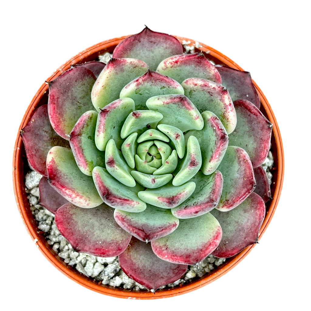 エケベリア 'サラ 姫牡丹' – Surreal Succulents エケベリア 'サラ 姫牡丹' – Surreal Succulents