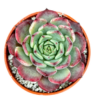 Echeveria 'Sara Himebotan'