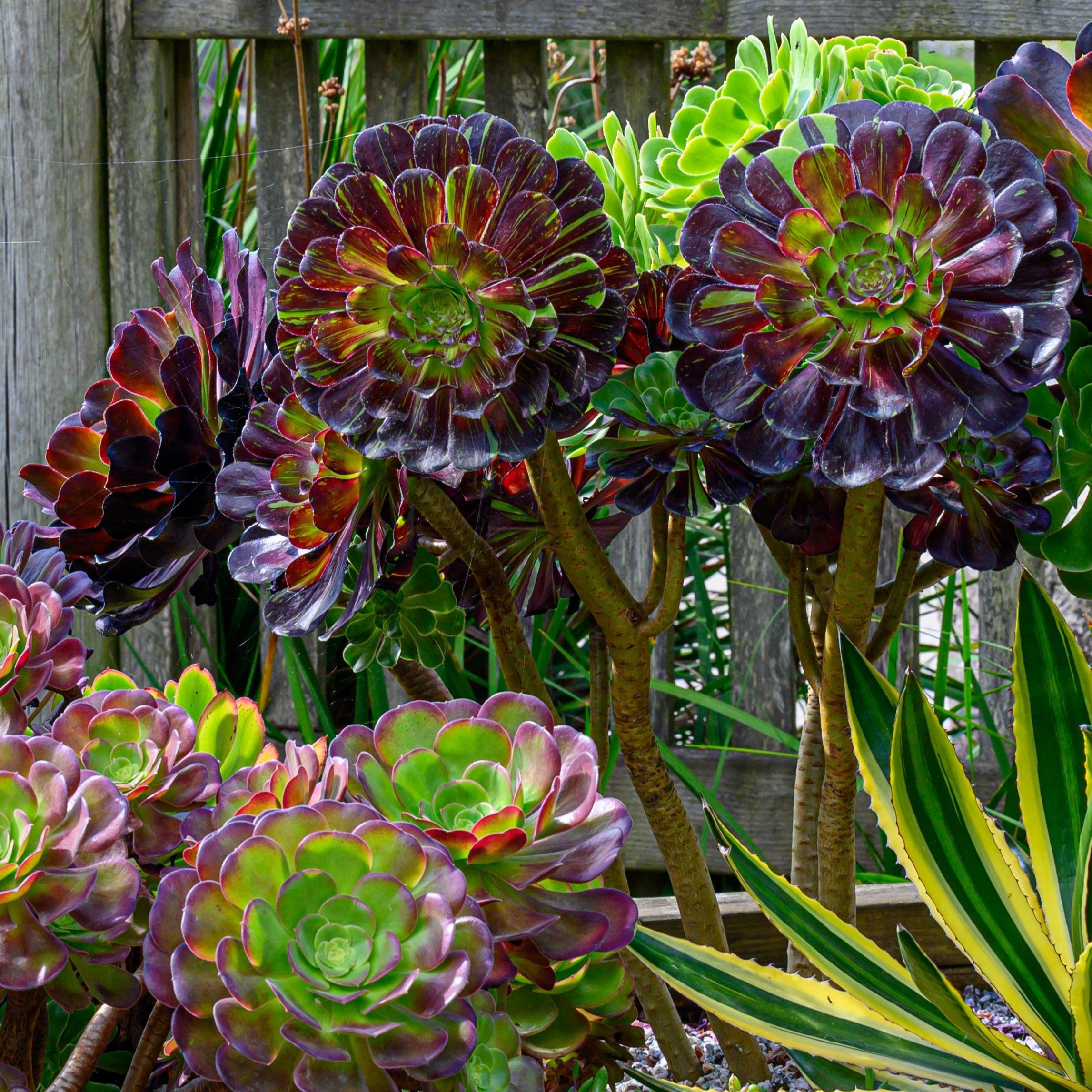 surreal succulents nursery Aeonium 'Big Bang' – Surreal Succulents