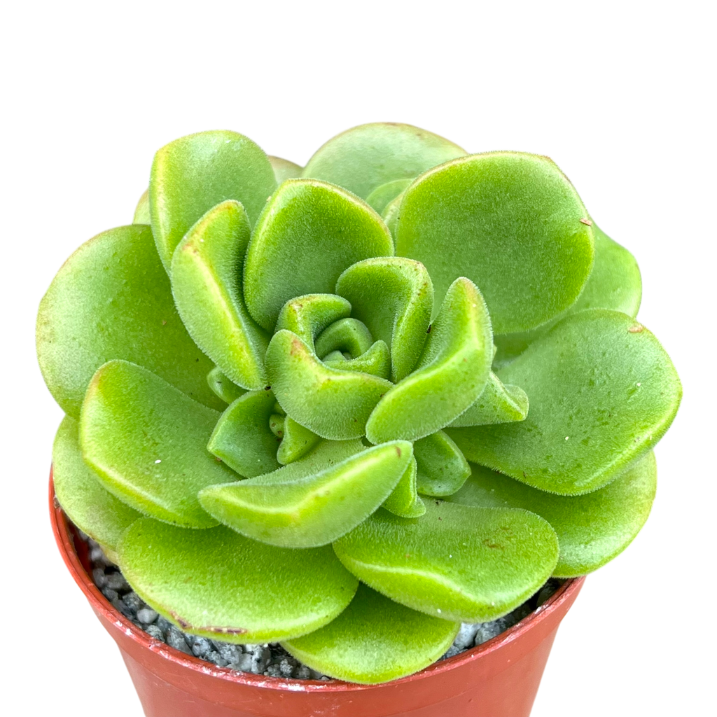 Aeonium 'Lily Pad'