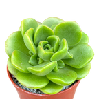 Aeonium 'Lily Pad'