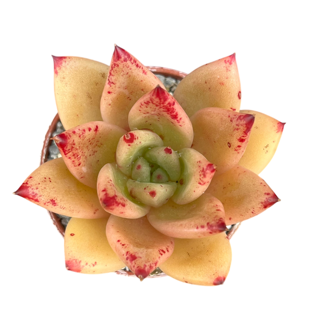 Echeveria agavoides 'Tango'
