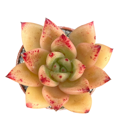 Echeveria agavoides 'Tango'