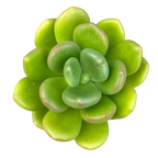 Cremnophila linguifolia