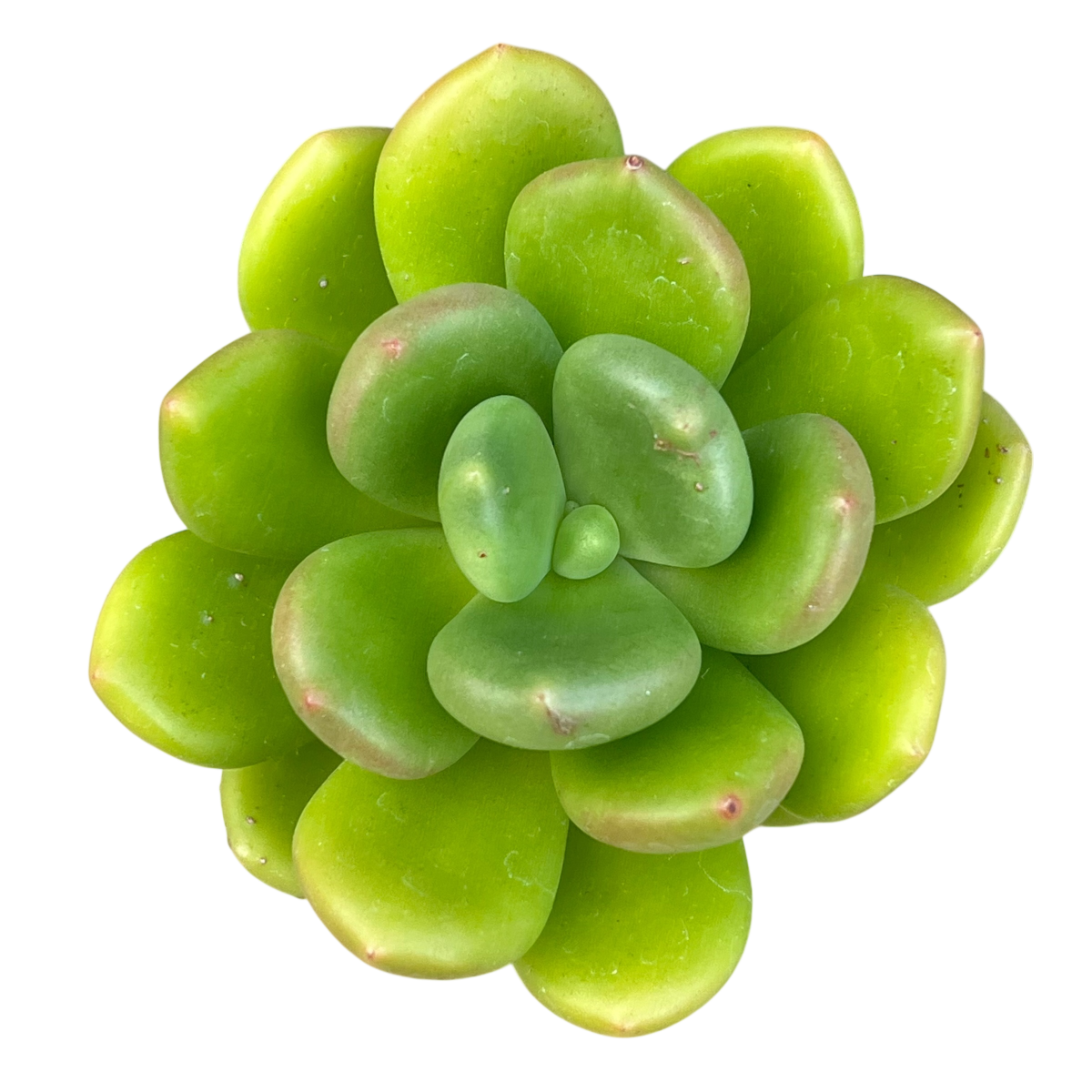 Cremnophila linguifolia