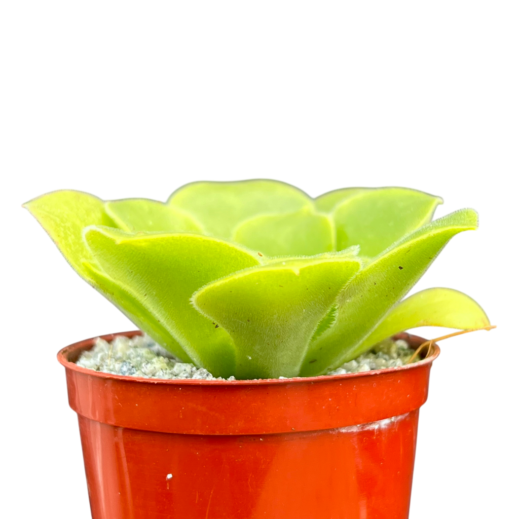 Aeonium canariense var. subplanum