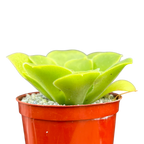 Aeonium canariense var. subplanum