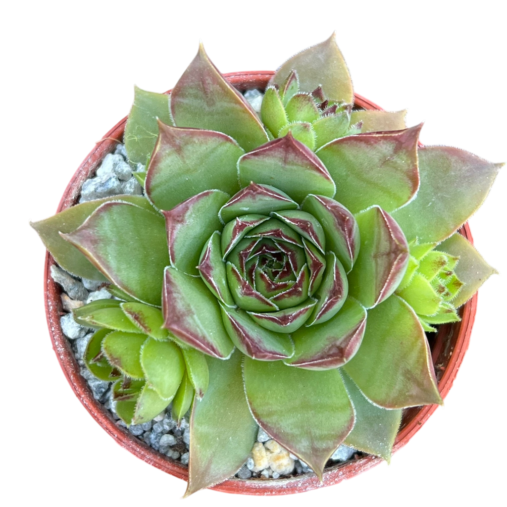 Sempervivum 'Purdy's 50-6'