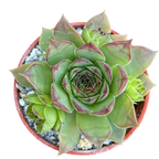 Sempervivum 'Purdy's 50-6'