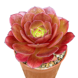 Aeonium 'Madeira Rose'