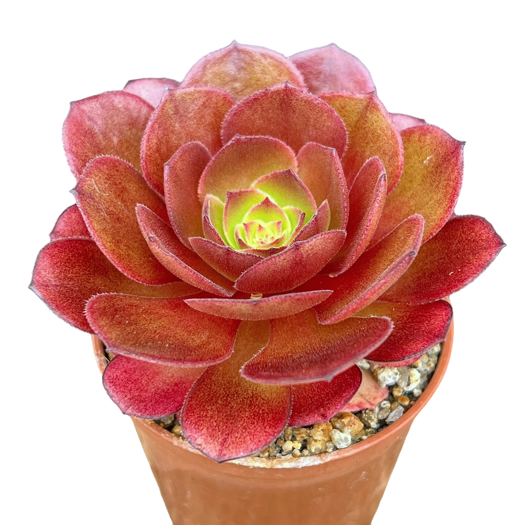 Aeonium 'Madeira Rose'