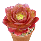 Aeonium 'Madeira Rose'