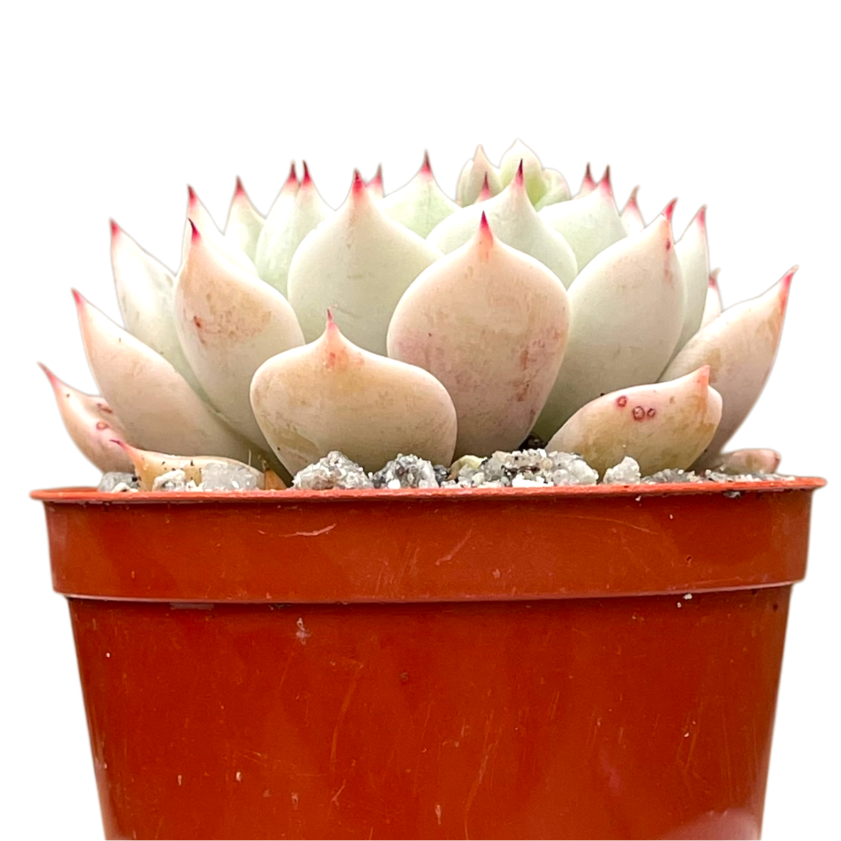 Echeveria mexicensis