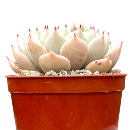 Echeveria mexicensis