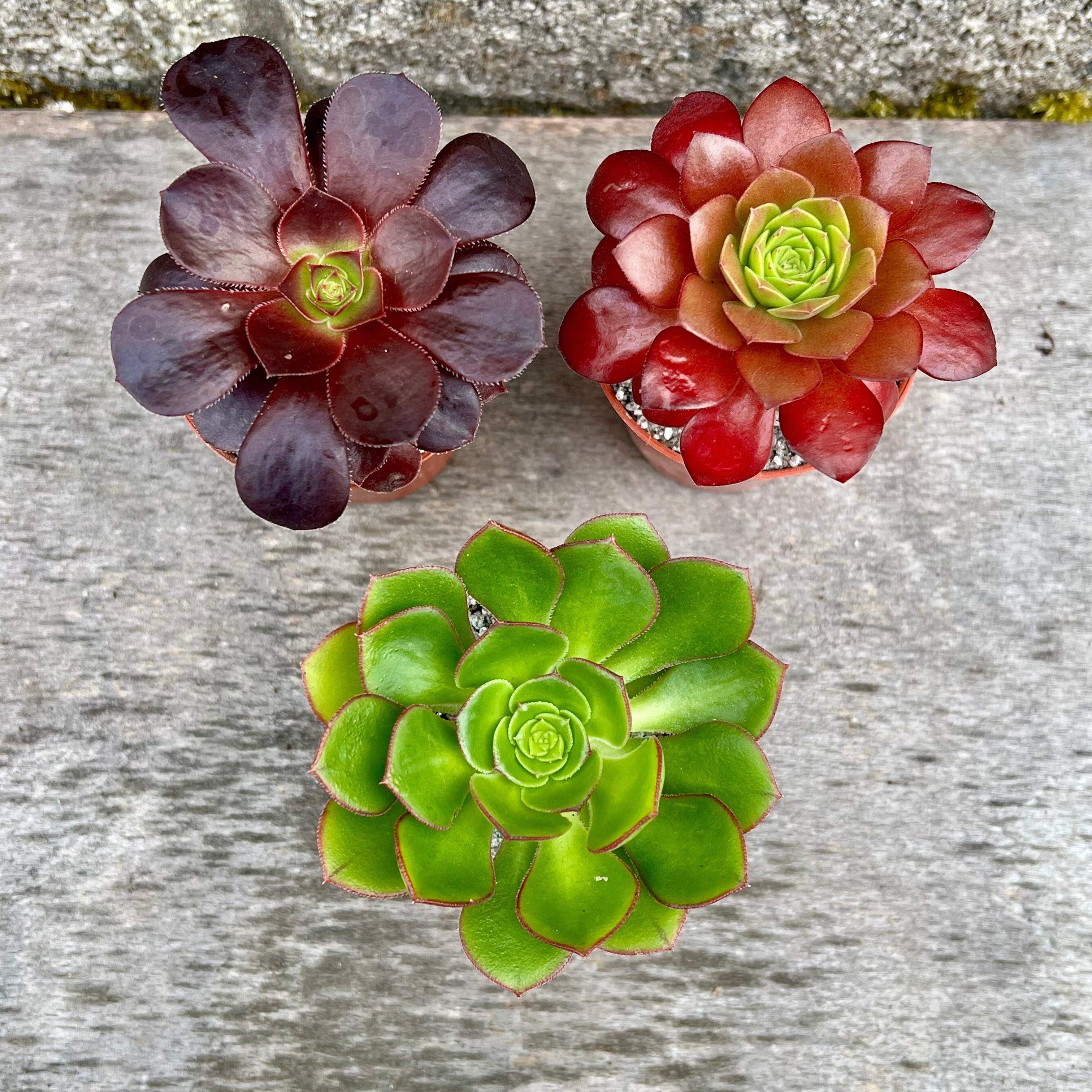 Aeonium Mystery Bundle