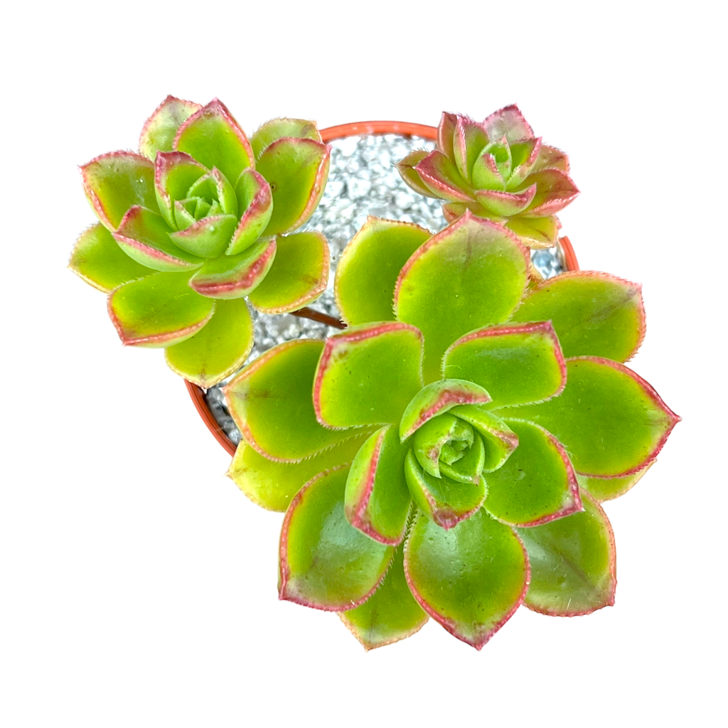 Aeonium volkerii