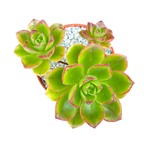 Aeonium volkerii