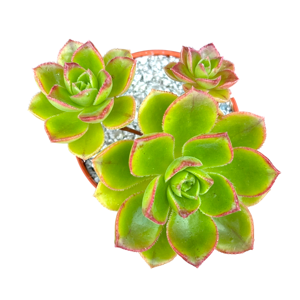 Aeonium volkerii