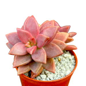 x Graptosedum 'Alpenglow'