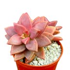 x Graptosedum 'Alpenglow'