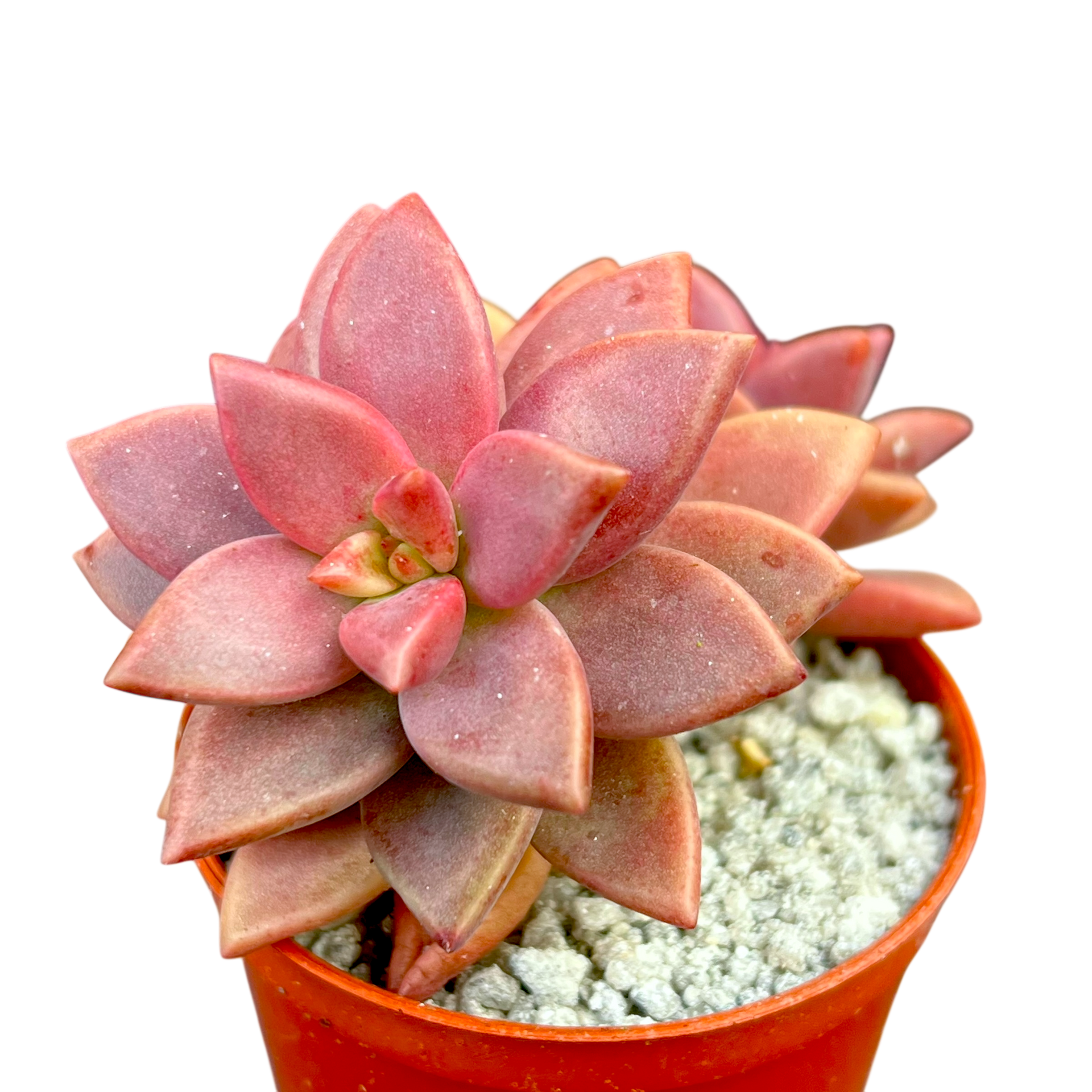 x グラプトセダム 'アルペングロー' – Surreal Succulents