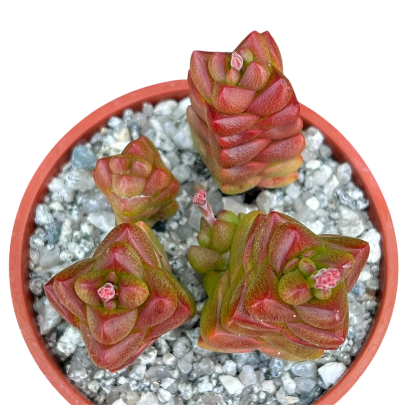 Crassula x marchandii