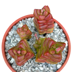 Crassula x marchandii