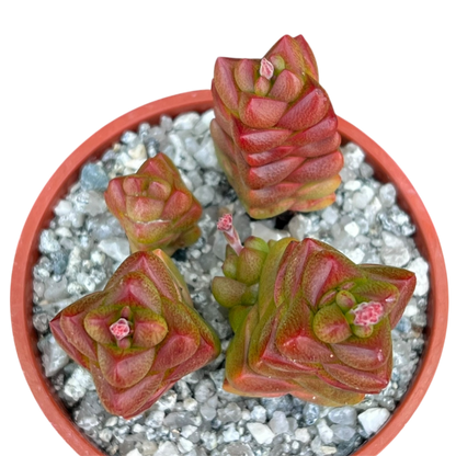 Crassula x marchandii