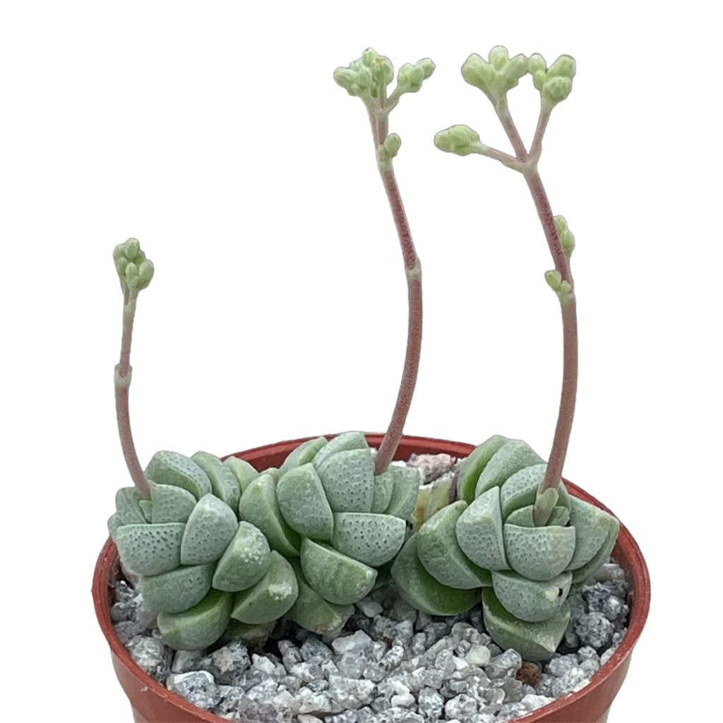 Crassula deceptor