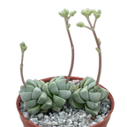 Crassula deceptor