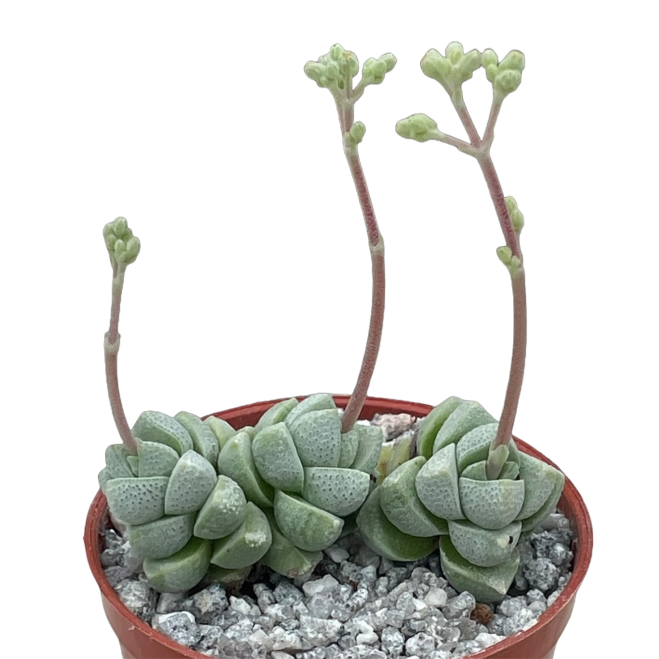 Crassula deceptor