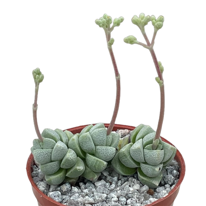 Crassula deceptor