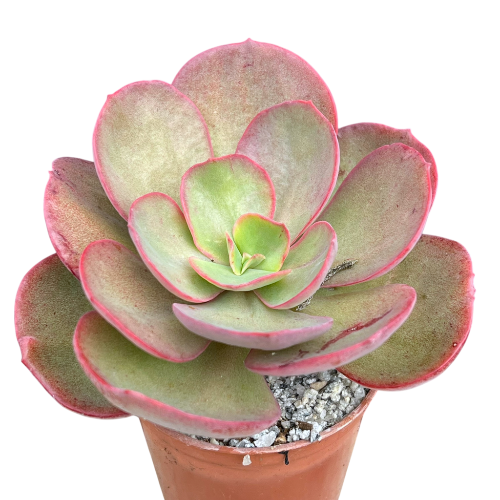 Echeveria 'Suyon'