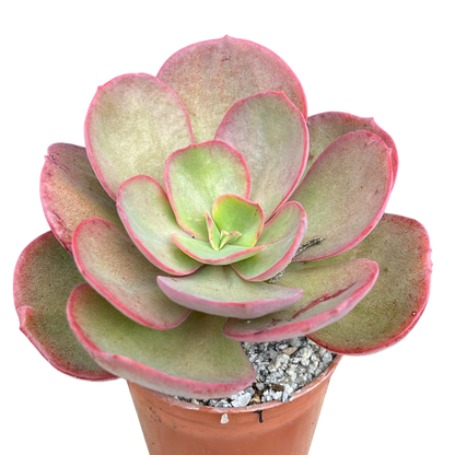 Echeveria 'Suyon'