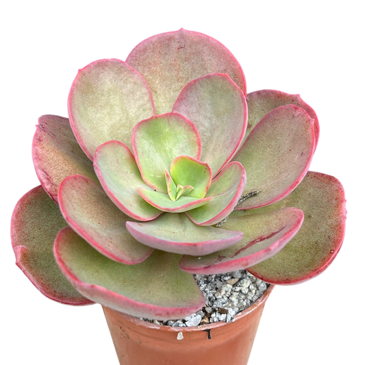 Echeveria 'Suyon'