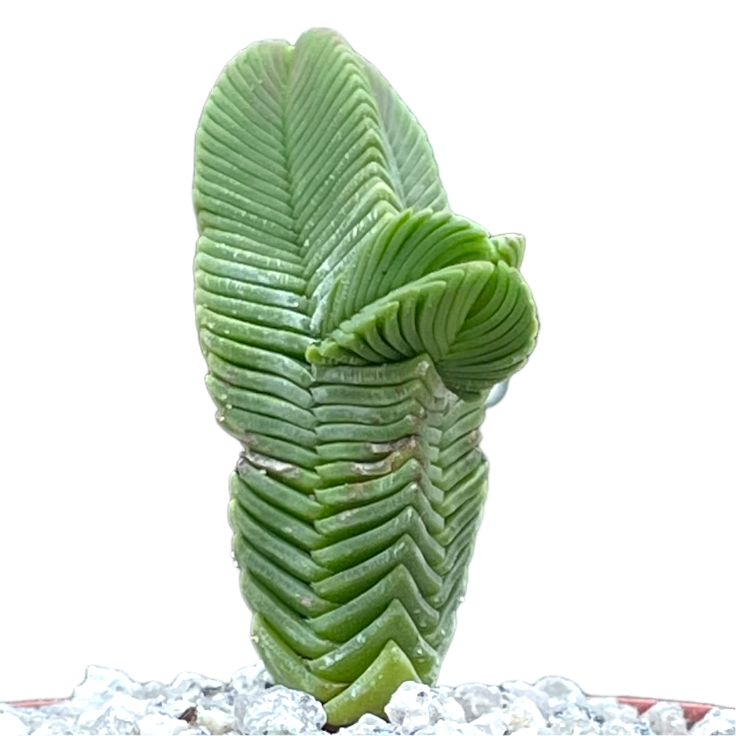 Crassula pyramidalis