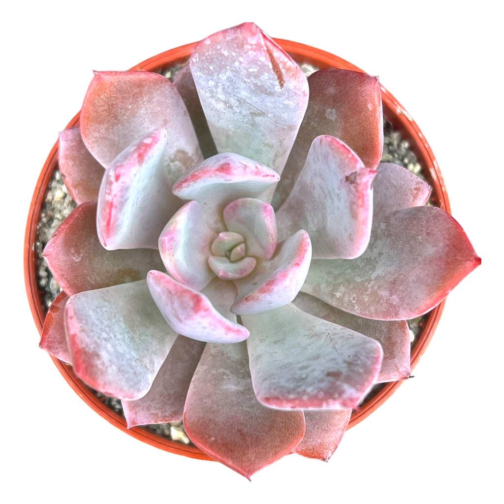 Echeveria 'Mazarine'
